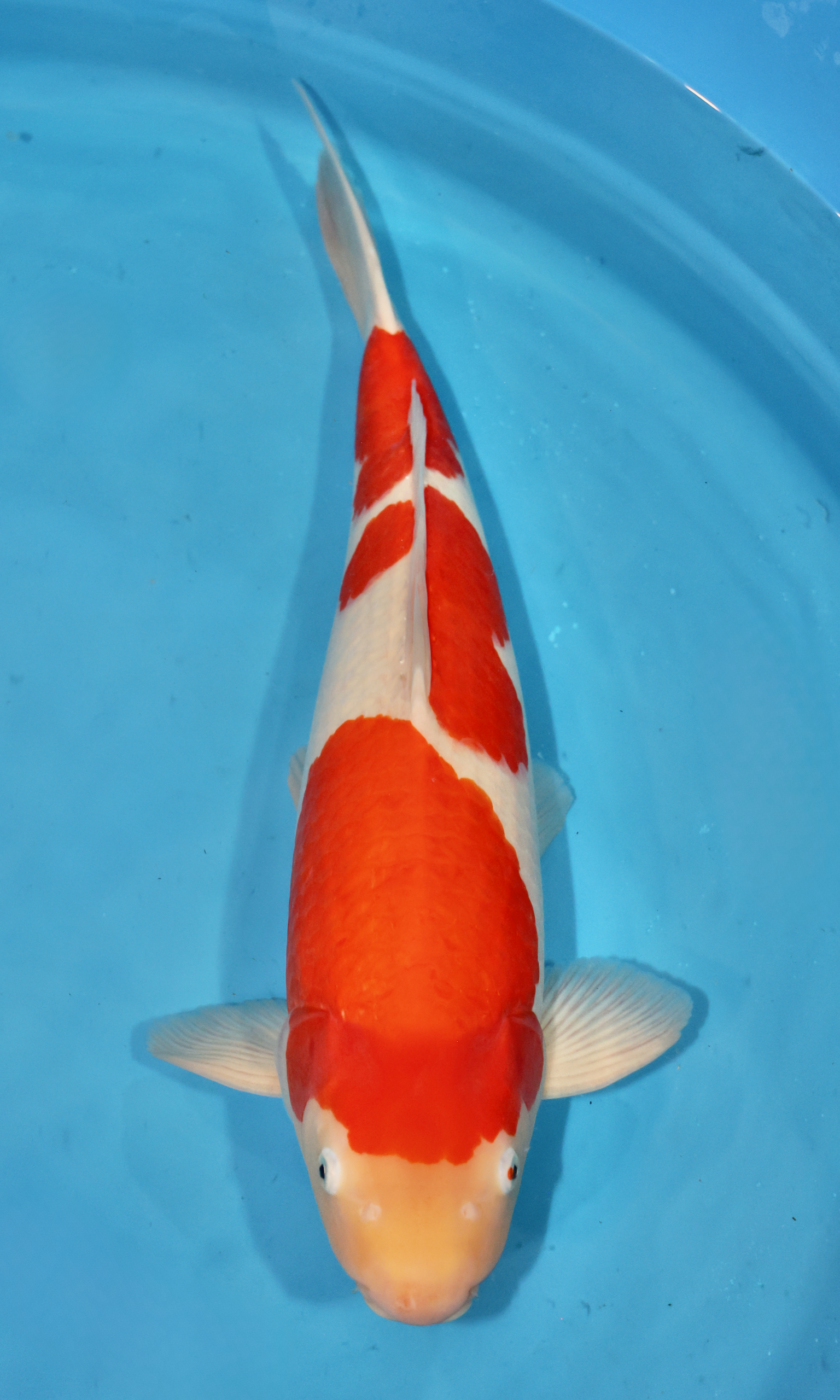 Grand Champion Italian koi Show 2025 Zen Creation Jurgen Willems