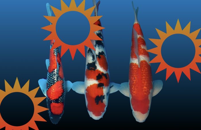 Best in sizes European koi Show 2025