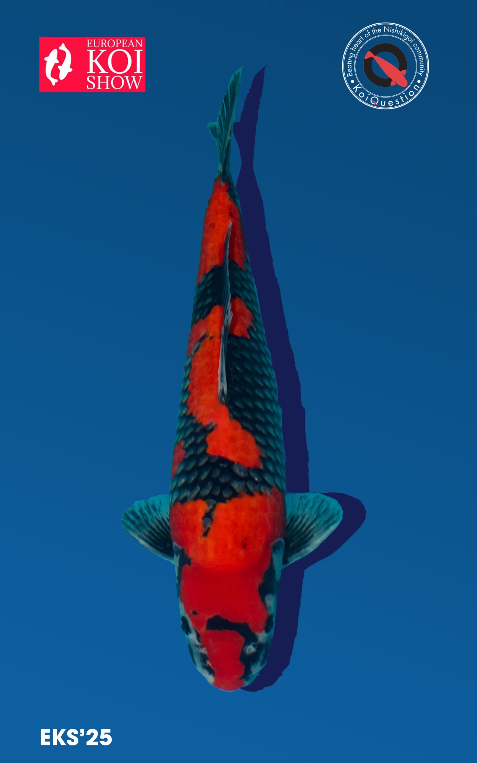 Best in Variety Goshiki Koromo European Koi Show 2025