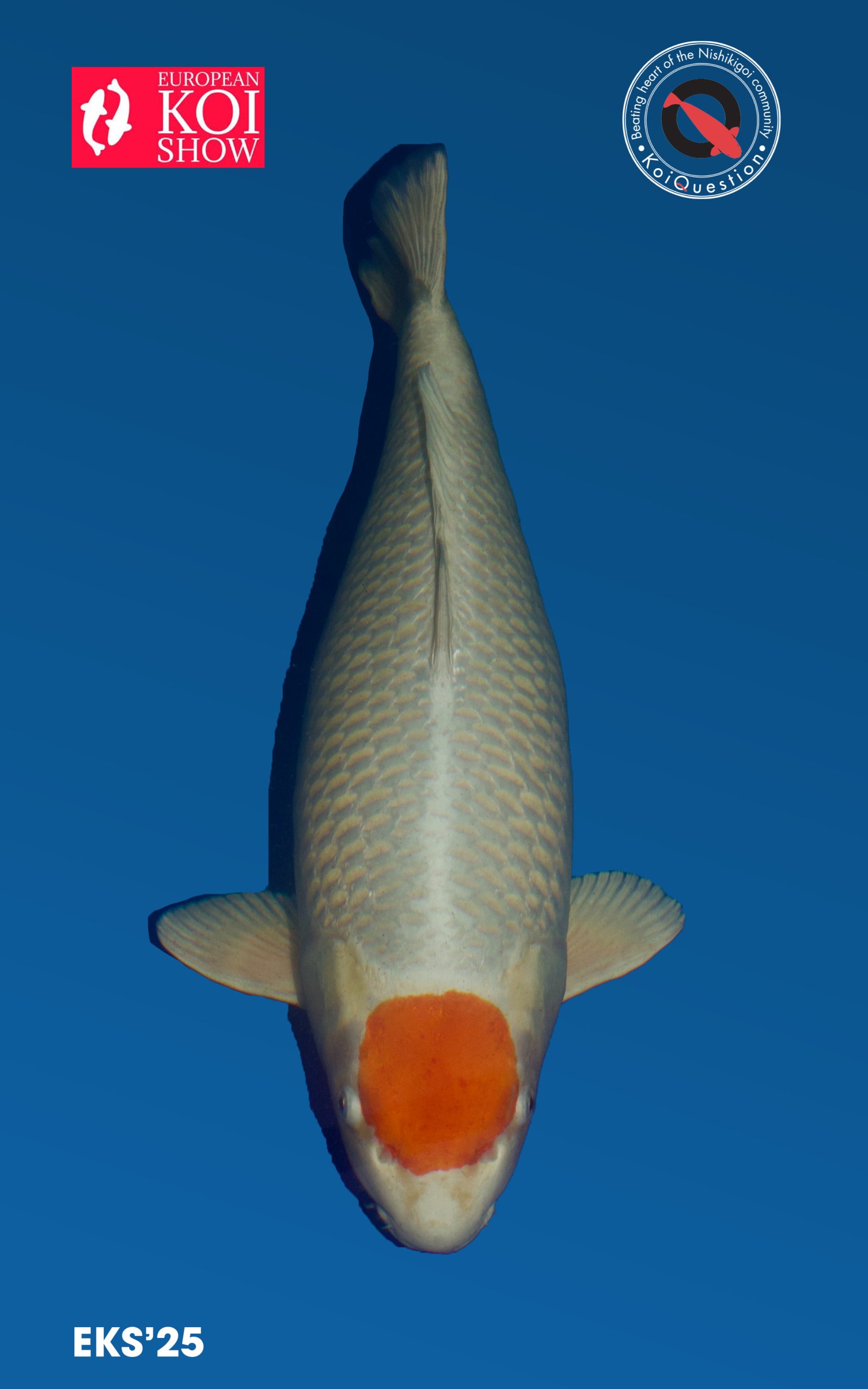 Best in Variety Tancho Sakura European Koi Show Oldenzaal 2025