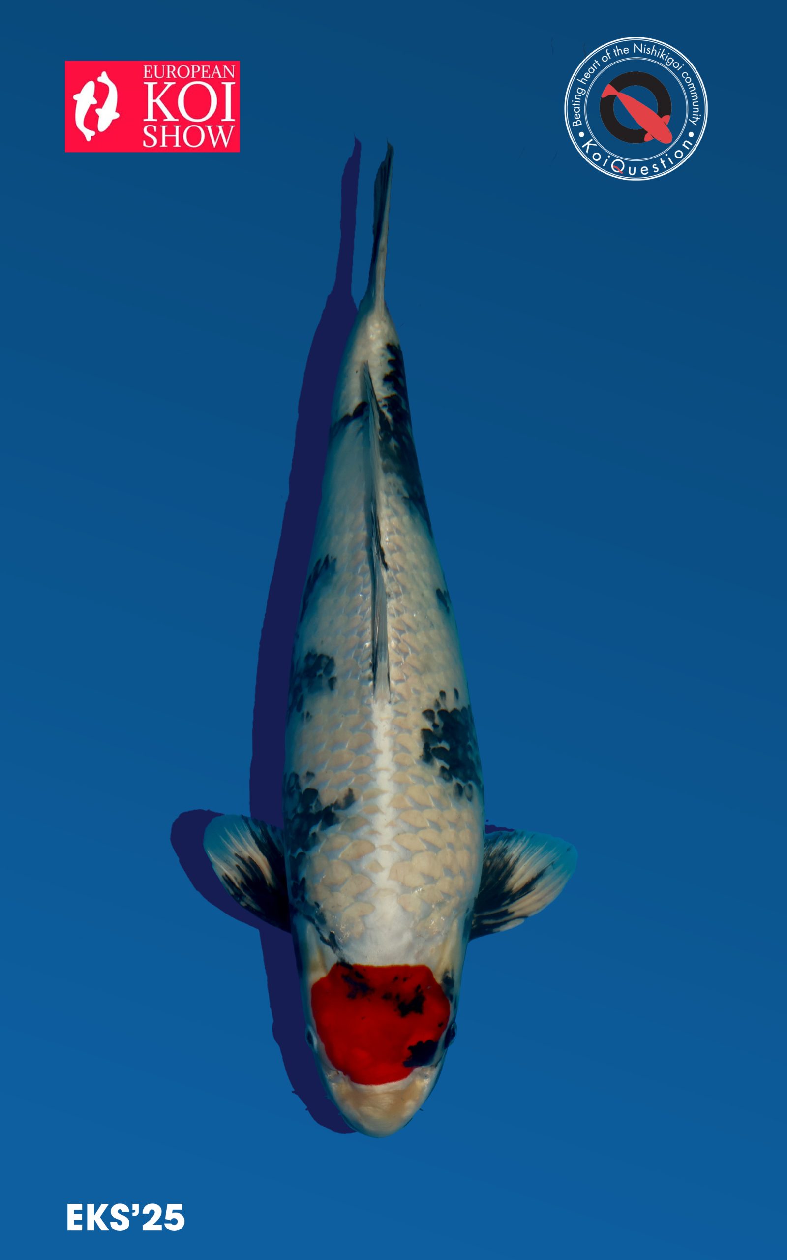 Best in Variety Hikari Utsuri - Tancho Kin Showa European koi Show 2025 Oldenzaal