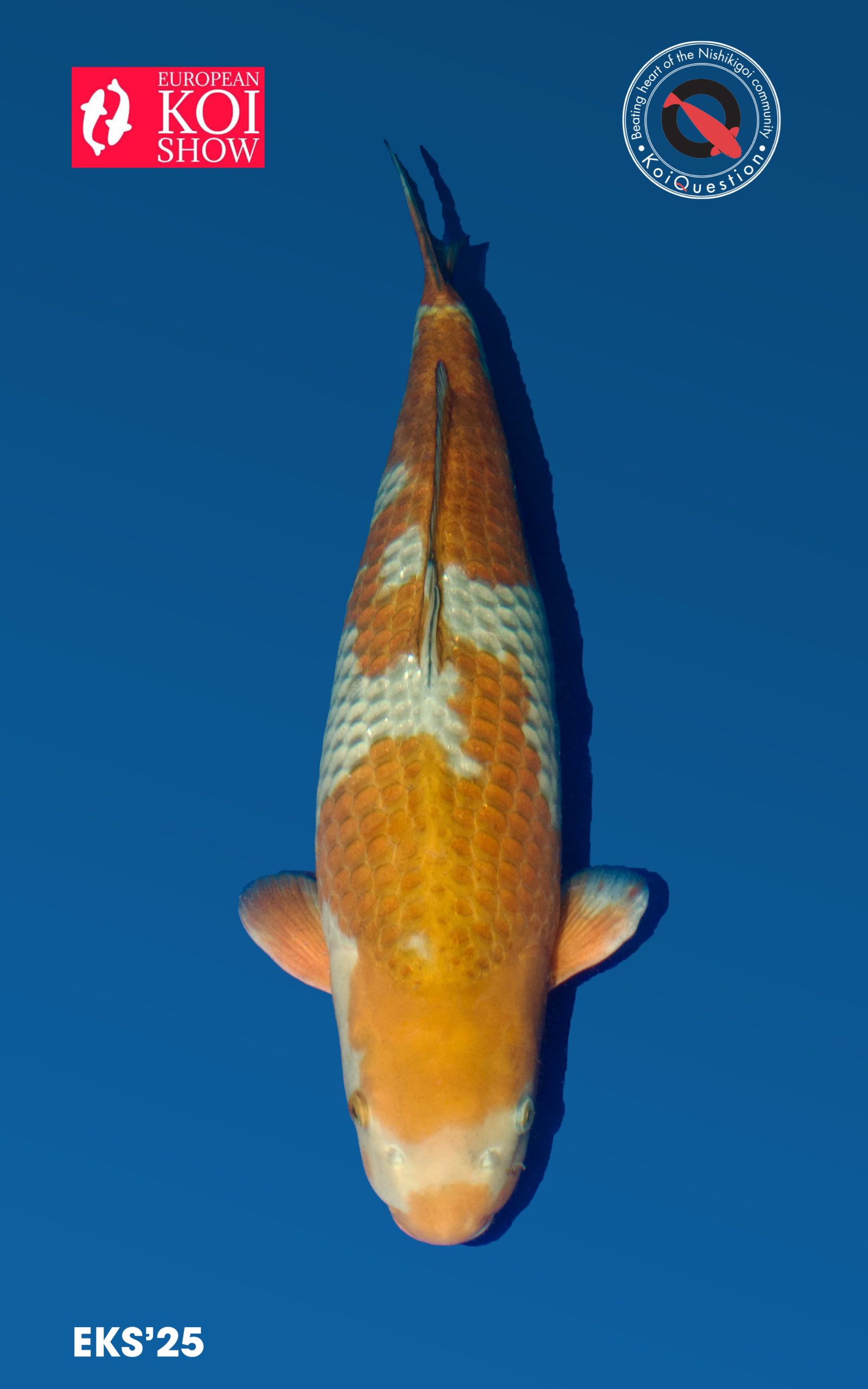 Best in Variety Kawari Moyo Ochiba Shigure European Koi Show 2025 Oldenzaal