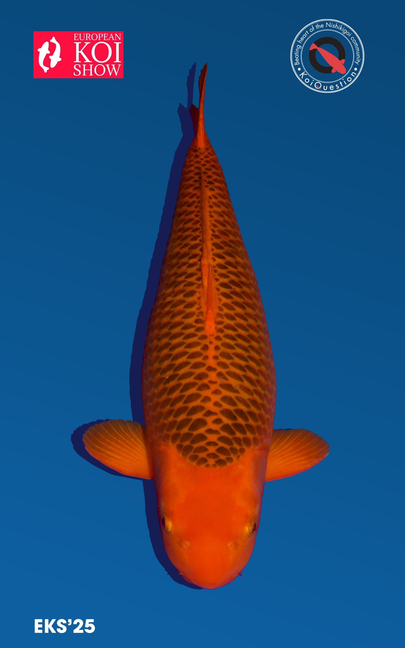 Best in Variety Kawari Muji Aka Matsuba European Koi Show 2025 Oldenzaal