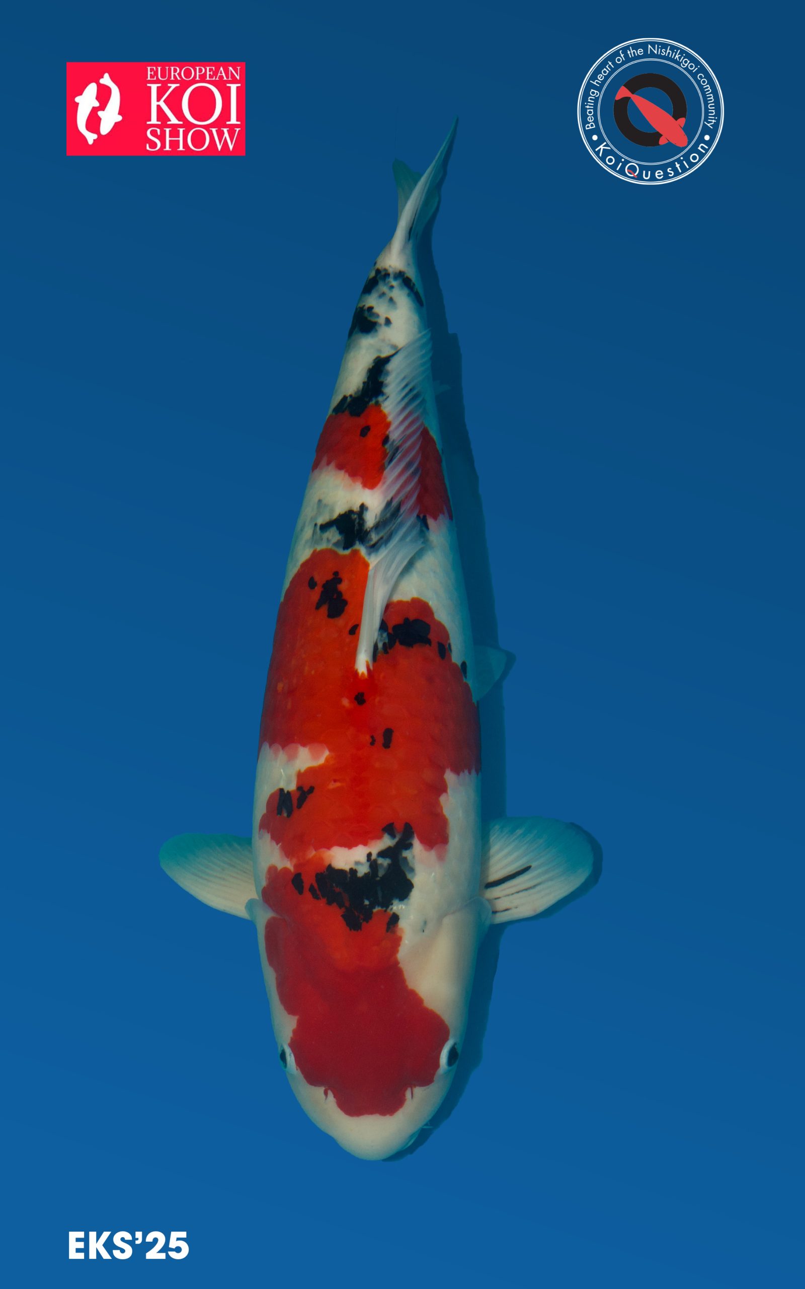 Best in variety Sanke European Koi Show 2025