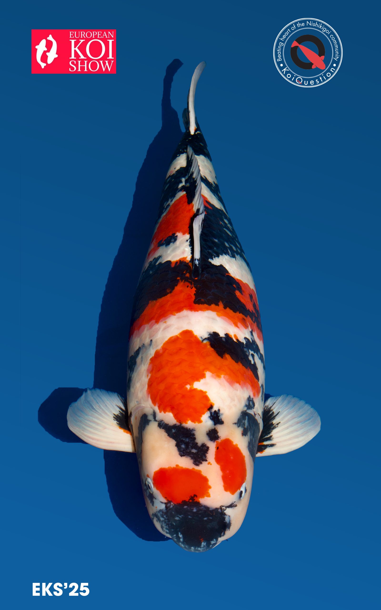 Best in Variety Showa European koi Show Oldenzaal 2025