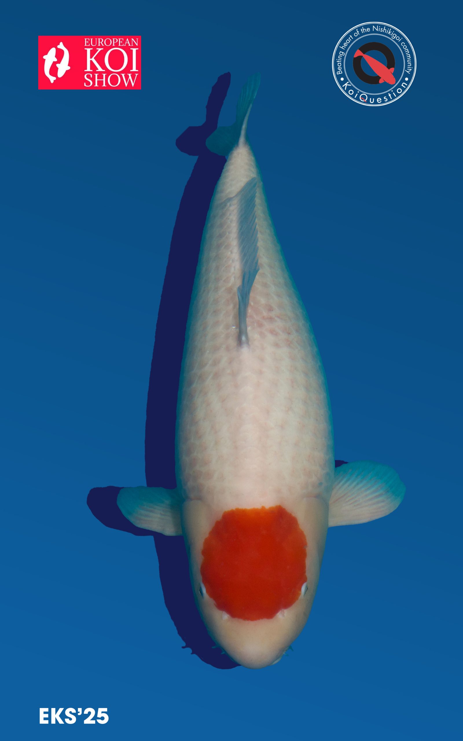 Best in variety Kohaku European Koi Show 2025 Oldenzaal