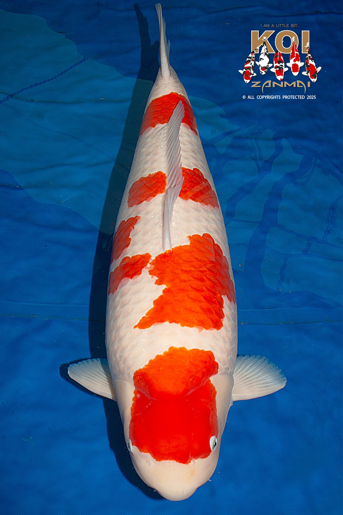 Grand Champion Holland Koi Show 2025 Appeltern door Kohaku Sakai Fish Farm owned by Rob van Hulst. 