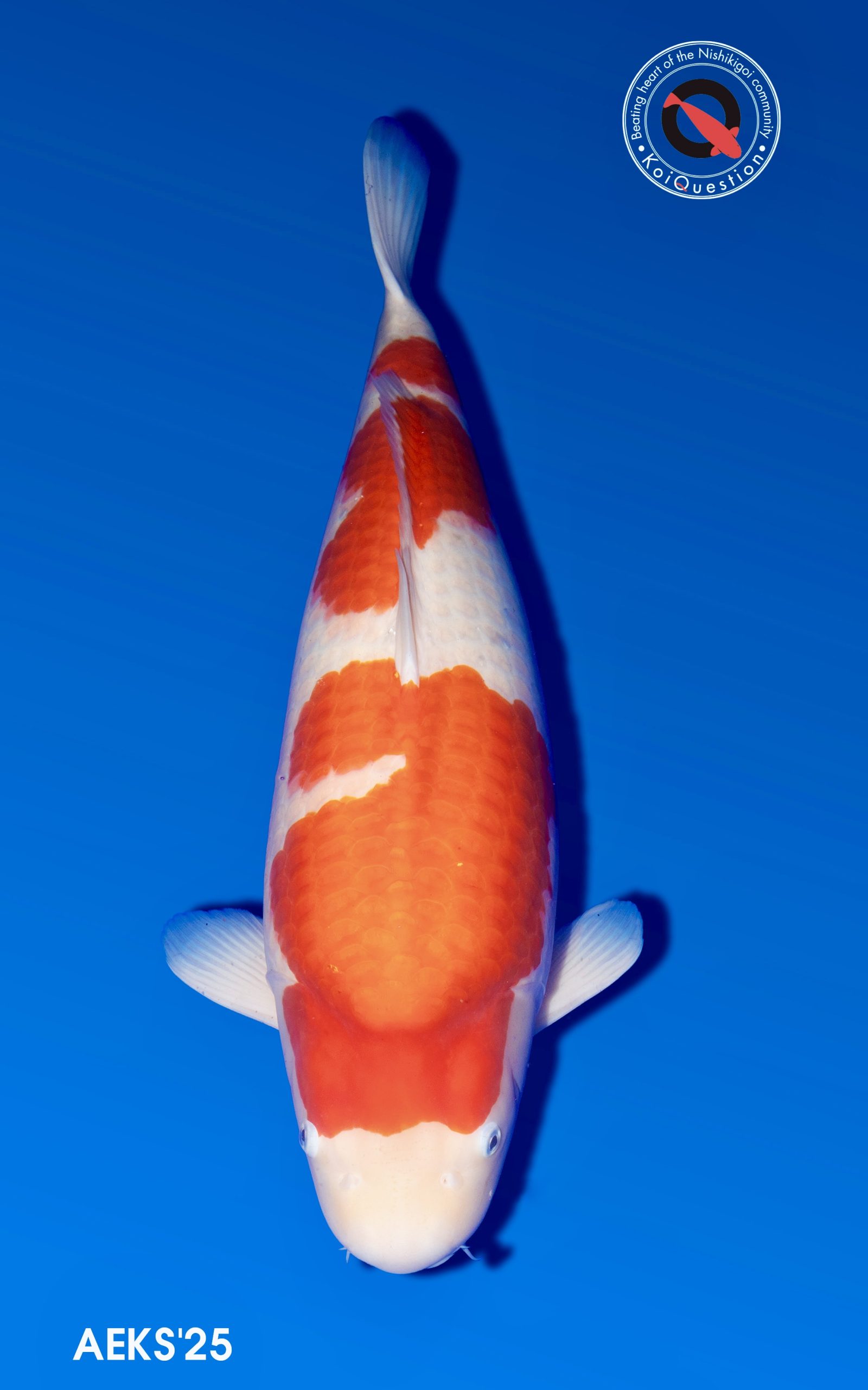 Juara Dewasa - Kohaku milik Andy Corrie