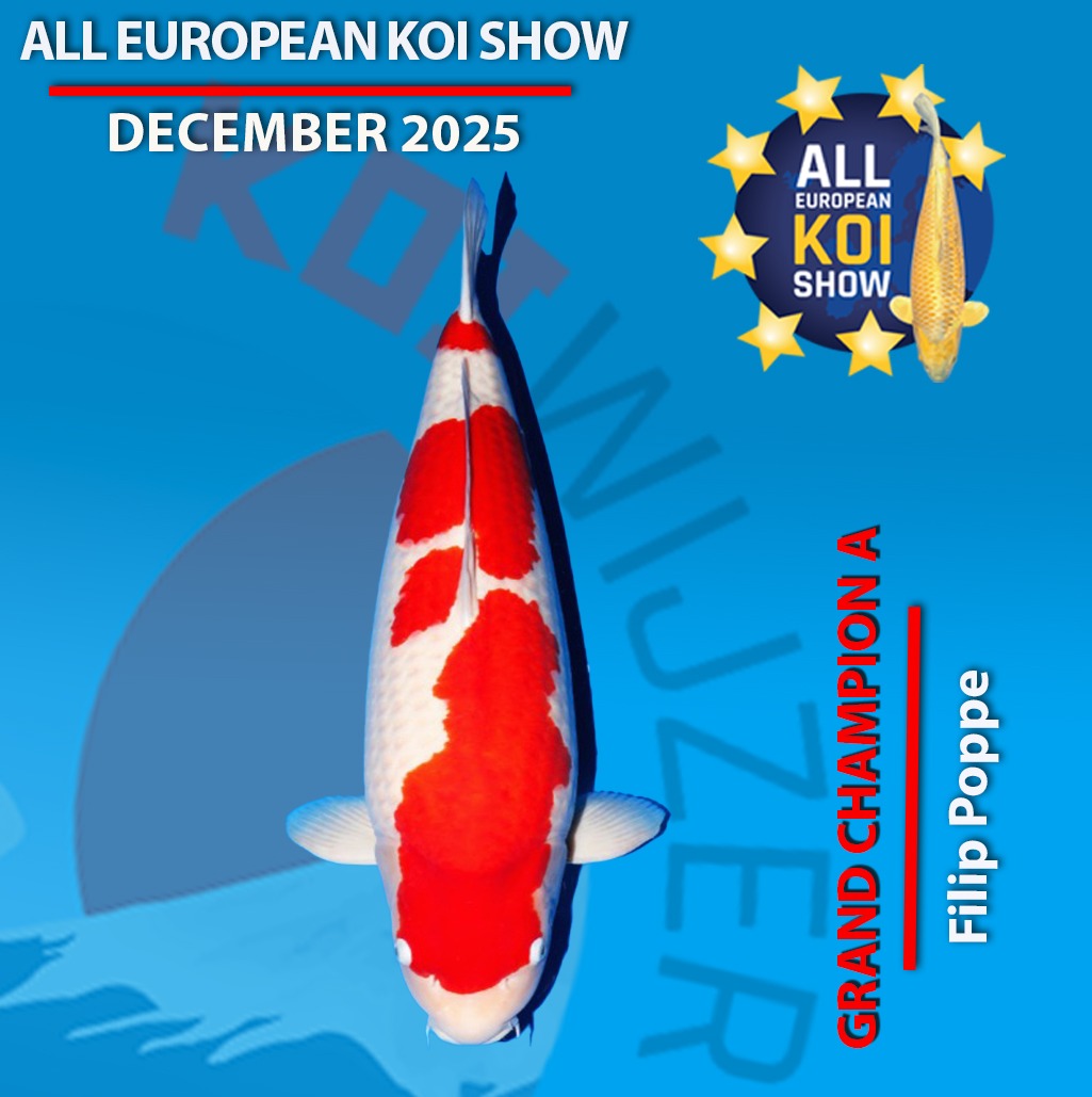Filip Poppe wint met Kohaku Grand Champion A All European Online Koi Show 2025 winteeditie